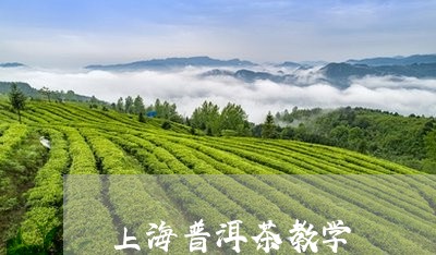 上海普洱茶教学/2023102664715