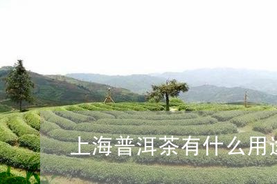 上海普洱茶有什么用途/2023082812717