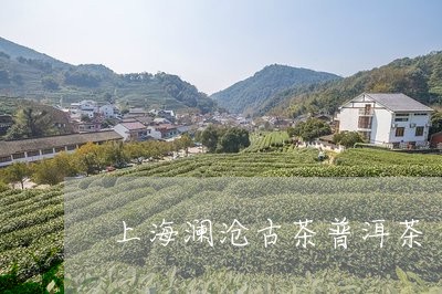 上海澜沧古茶普洱茶/2023062882614