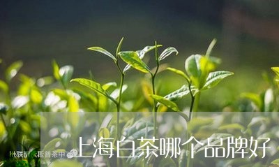 上海白茶哪个品牌好/2023121624825