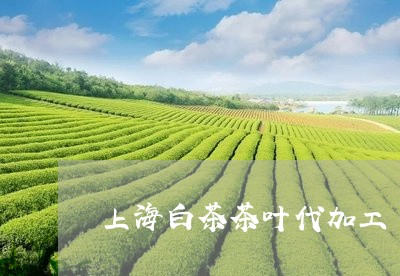 上海白茶茶叶代加工/2023121694038