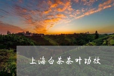 上海白茶茶叶功效/2023061445370