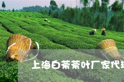 上海白茶茶叶厂家代理/2023092660492