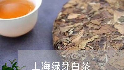 上海绿芽白茶/2023051252727