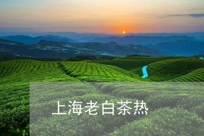 上海老白茶热/2023051252603