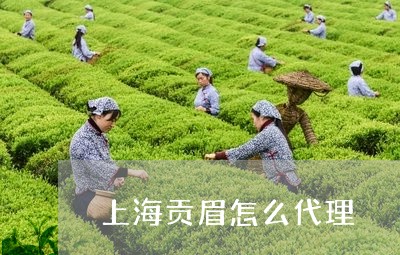 上海贡眉怎么代理/2023061420624