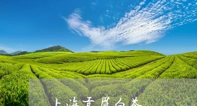 上海贡眉白茶/2023051285159