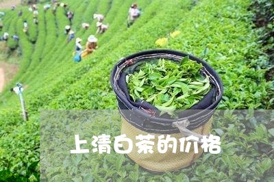 上清白茶的价格/2023111780504