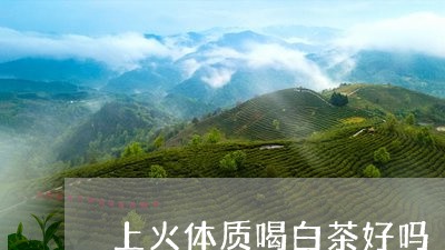 上火体质喝白茶好吗/2023121638472