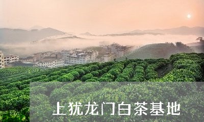 上犹龙门白茶基地/2023061493616