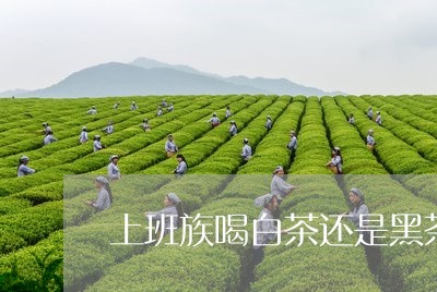 上班族喝白茶还是黑茶/2023092637072