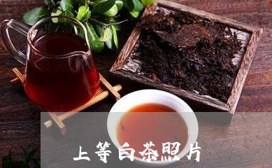 上等白茶照片/2023051277261