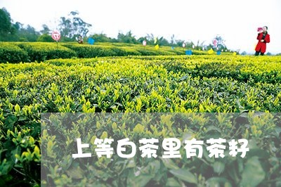 上等白茶里有茶籽/2023061404938