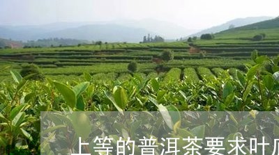 上等的普洱茶要求叶底/2023072421593