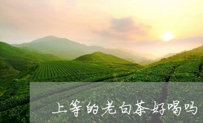 上等的老白茶好喝吗/2023121675373