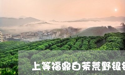 上等福鼎白茶荒野银针/2023092107068