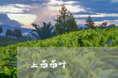 上茶茶叶/2023090193738