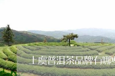 上虞普洱茶品牌有哪些/2023100575916