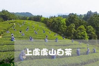 上虞虞山白茶/2023051205052