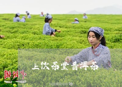 上饮茶堂普洱茶/2023120337363