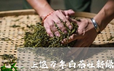 上饶万年白茶吐新绿/2023071427269