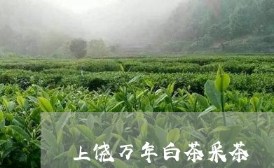 上饶万年白茶采茶/2023061418502