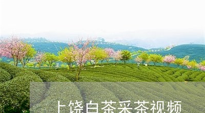 上饶白茶采茶视频/2023061452627