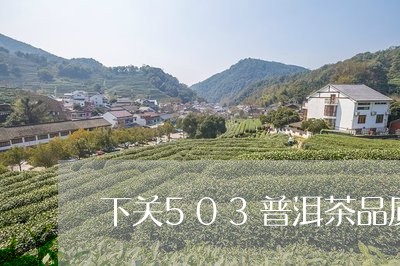 下关503普洱茶品质/2023062874847