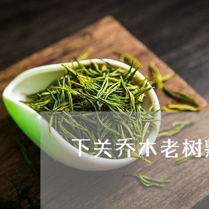 下关乔木老树熟普洱茶/2023080171604