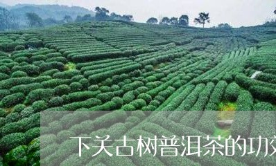 下关古树普洱茶的功效/2023073088603