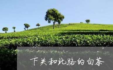 下关和北路的白茶/2023061417371