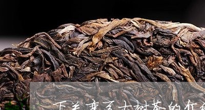 下关弯弓古树茶的介绍/2023092138394