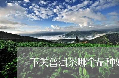 下关普洱茶哪个品种好/2023062403946