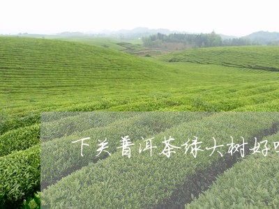 下关普洱茶绿大树好吗/2023080122604