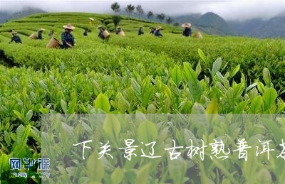 下关景辽古树熟普洱茶/2023092799604