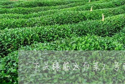 下关橡筋大白菜2号普洱茶/2023051067261