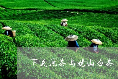 下关沱茶与姥山白茶/2023071493938