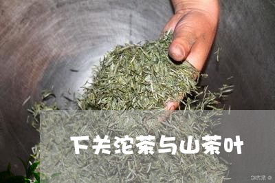 下关沱茶与山茶叶/2023041881504