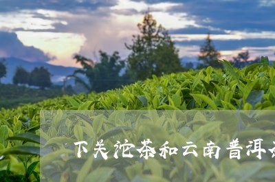 下关沱茶和云南普洱茶有啥关系/2023110380703