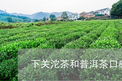 下关沱茶和普洱茶口感/2023080286037