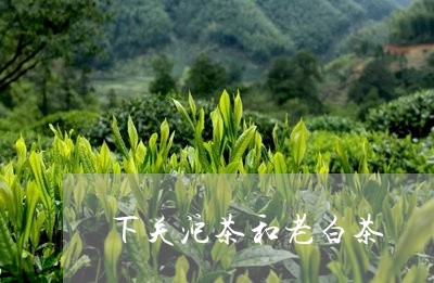 下关沱茶和老白茶/2023061418369