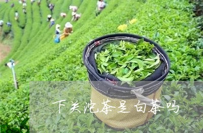 下关沱茶是白茶吗/2023061448373