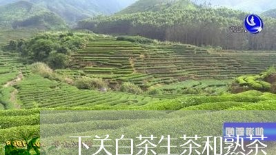 下关白茶生茶和熟茶/2023071492734