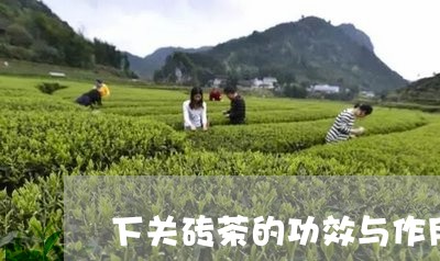 下关砖茶的功效与作用/2023071628583