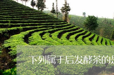 下列属于后发酵茶的是/2023092002404