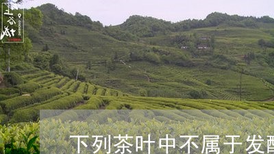 下列茶叶中不属于发酵茶的是/2023052689683