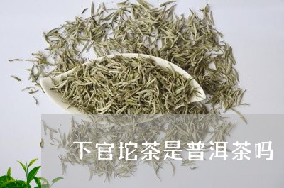 下官坨茶是普洱茶吗/2023120595836