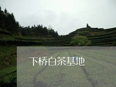 下桥白茶基地/2023051261825