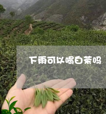 下雨可以喝白茶吗/2023061443926