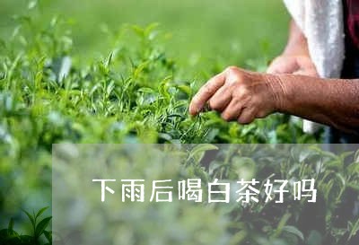 下雨后喝白茶好吗/2023061483927